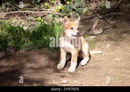 Dingos haben in der Regel einen Ingwermantel und die meisten haben weiße Markierungen an den Füßen, der Schwanzspitze und der Brust. Stockfoto