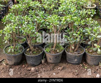 Crassula ovata (Jadepflanze), die in kleinen Töpfen im Kindergarten wächst Stockfoto