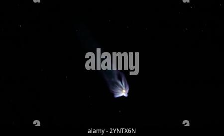 Merritt Island, Florida, USA. November 2024. Am 26. November 2024 um 23:41 Uhr EST hebt eine Falcon-9-Rakete mit 24 Starlink-Satelliten vom Space Launch Complex-40 am Launch Complex 39A im Kennedy Space Center der NASA in Florida ab. (Kreditbild: © Jennifer Briggs/ZUMA Press Wire) NUR REDAKTIONELLE VERWENDUNG! Nicht für kommerzielle ZWECKE! Stockfoto