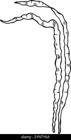 Algenzeichnung. Ozeanbotanik-Skizze. Aquarienpflanze Stock Vektor