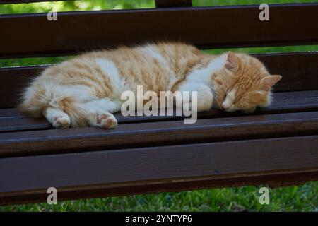 ingwerkatze schläft im Sommer auf einer Holzbank im Park Stockfoto