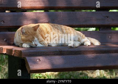 ingwerkatze schläft im Sommer auf einer Holzbank im Park Stockfoto