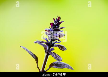 Lila Bugle blüht auf einem hellgrünen Hintergrund. Blühende Pflanze in Nahaufnahme. Blauer Bugle, Buglekraut, Bugleweed, Teppichgras. Stockfoto