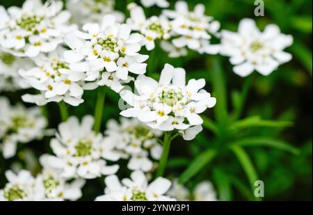 Weiße Blüten des immergrünen Süßigkeitentuchs. Blühende Pflanze in Nahaufnahme. Iberis sempervirens. Stockfoto