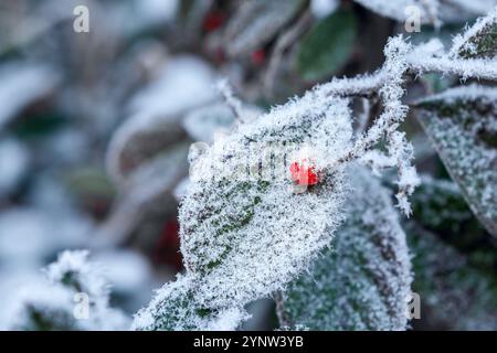 Eine detaillierte Nahaufnahme eines satinierten grünen Blattes mit einer leuchtenden roten Beere, die an einem Wintermorgen mit Eiskristallen bedeckt ist. Stockfoto