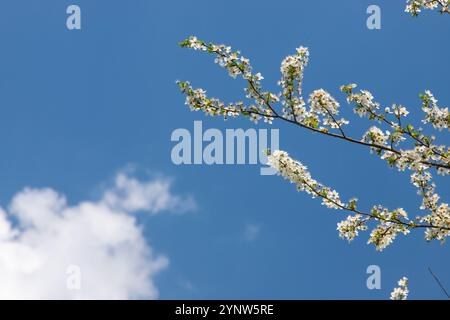 Selektiver Fokus auf wunderschöne Zweige von Kirschblüten auf dem Baum unter blauem Himmel, wunderschöne Sakura-Blumen während der Frühlingssaison im Park, Floral Stockfoto