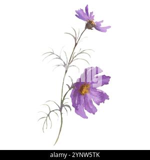 Aquarellblume aus violetter Kosmetik, Cosmos bipinnatus, mexikanischer Aster, Gartenkosmos. Aquarell handgezeichnete Malerei Illustration isoliert auf weißem bac Stockfoto