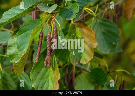 Gesprenkelte Erlen verbreiten ihren Samen durch kegelförmige Strukturen. Stockfoto