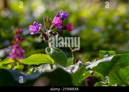 Lebendige und helle Pulmonaria-Blüten auf grünen Blättern Hintergrund aus nächster Nähe. Stockfoto