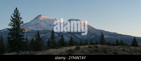 Panoramablick auf die schneebedeckten Gipfel des Mount Shasta und Shastina, die bei Sonnenuntergang leuchten, gesehen hinter einem Kiefernwald im Norden Kaliforniens Stockfoto