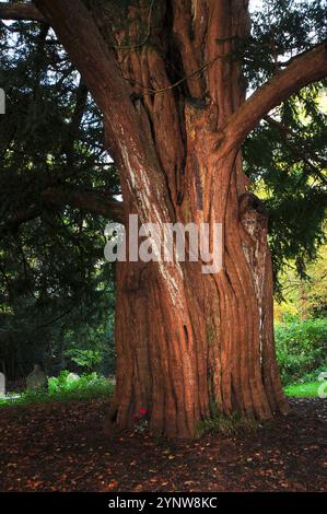 Alte Eibe in St. Nicholas Churchyard, Brockenhurst, Hampshire Großbritannien November 2023 Stockfoto