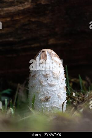 Gemeiner Tintenkappenpilz (Coprinopsis atramentaria), der auf dem Waldboden Italiens wächst Stockfoto