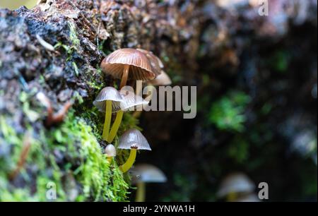 Kiemenpilze mit gelben Stämmen, die aus einem umgestürzten Baum auf einem italienischen Waldboden wachsen Stockfoto