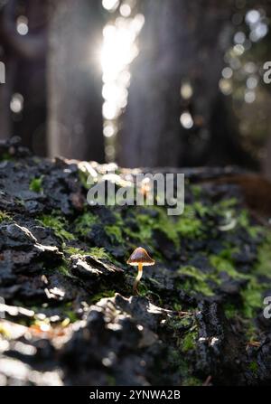Die Sonne scheint durch Baumstämme in einem Alpenwald, um einen winzigen Pilz zu beleuchten, der auf einem umgestürzten Baum wächst Stockfoto