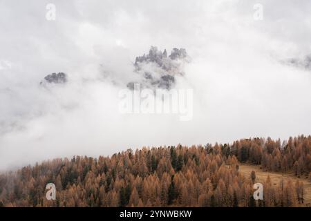 Nebel versteckt hohe Berge in den Dolomiten, mit einem herbstlichen Lärchenwald im Tal darunter Stockfoto