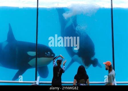 Orca Display: Eine majestätische Interaktion zwischen Trainern und Touristen Stockfoto