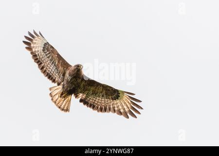 Bussard (Buteo buteo) im Flug Stockfoto