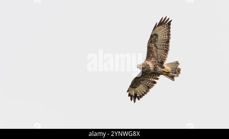 Bussard (Buteo buteo) im Flug Stockfoto