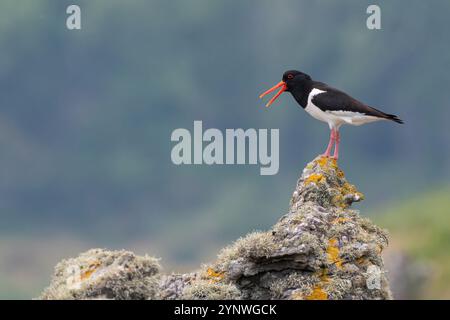 Eurasian Oystercatcher (Haematopus ostralegus), Kintyre Peninsula, Schottland Stockfoto