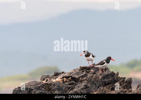 Eurasische Austernfänger (Haematopus ostralegus), Halbinsel Kintyre, Schottland Stockfoto