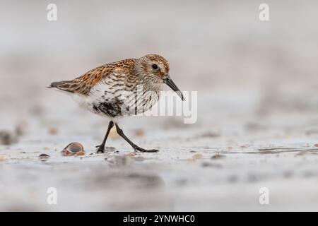 Dunlin (Calidris alpina) Fütterung am Strand, North Uist, Äußere Hebriden, Schottland Stockfoto