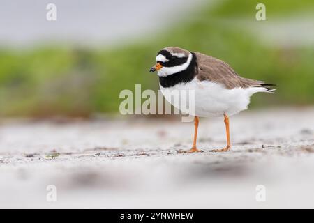 Ringpfeifer (Charadrius hiaticula), North Uist, Äußere Hebriden, Schottland Stockfoto