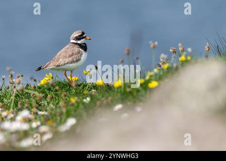 Ringpfeifer (Charadrius hiaticula), North Uist, Äußere Hebriden, Schottland Stockfoto