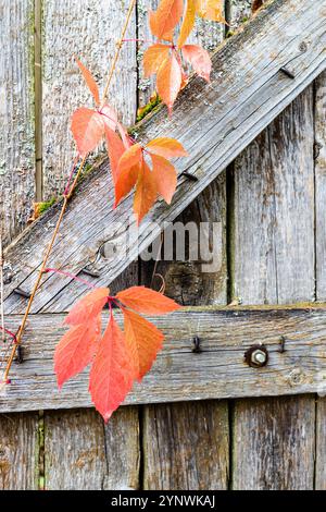 Rote Herbstblätter von Virginia Kriecher in der Nähe von alten hölzernen Wickeln im Dorf Stockfoto