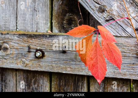 Farbenfrohe Herbstblätter von fünfblättrigem Efeu nahe am alten Holztor im Dorf Stockfoto