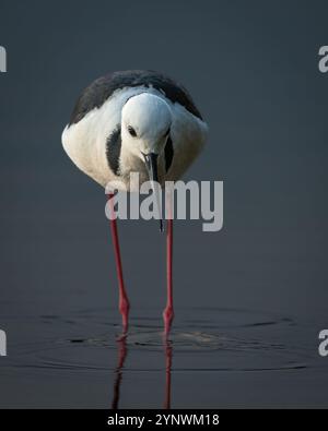 Rattenstelze (Himantopus leucocephalus), Sydney, Australien Stockfoto