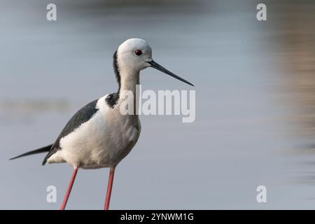 Rattenstelze (Himantopus leucocephalus), Sydney, Australien Stockfoto