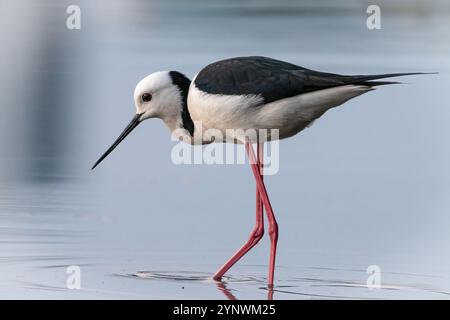 Rattenstelze (Himantopus leucocephalus), Sydney, Australien Stockfoto