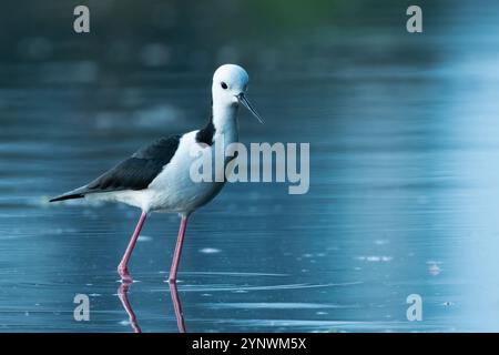 Rattenstelze (Himantopus leucocephalus), Sydney, Australien Stockfoto