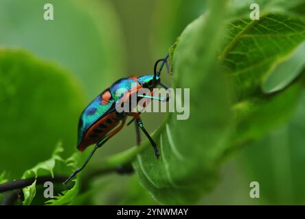 Schillernder farbenfroher Käfer, der auf ein Blatt springt und auf einer Passionsfrucht-Weinrebe im Garten im Hinterhof wandert, Makrobild aus nächster Nähe Stockfoto