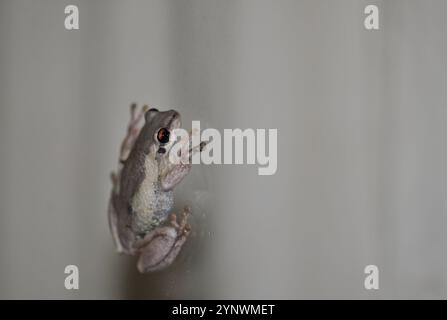 Frosch am Glasfenster Nahaufnahme nachts, schwangere Frosche hüpfte am Fenster nach oben Stockfoto