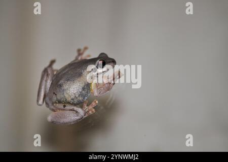 Frosch auf Glasfenster Nahaufnahme nachts, schwangere Frosche hüpft auf Fenster, Reflexion Stockfoto