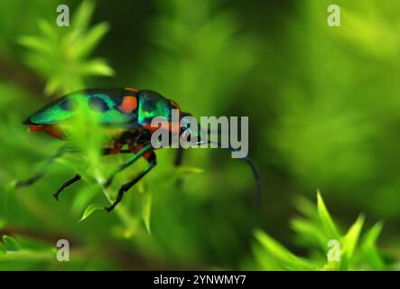 Schillernder Käfer orange und grün auf Buschzweig im Garten Stockfoto