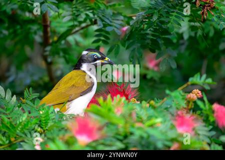 Einheimischer blauer Honeyeater Vogel trinkt Nektar vom roten Flaschenbürstenbaum, Garten im Hinterhof, Nahaufnahme, Australien Stockfoto