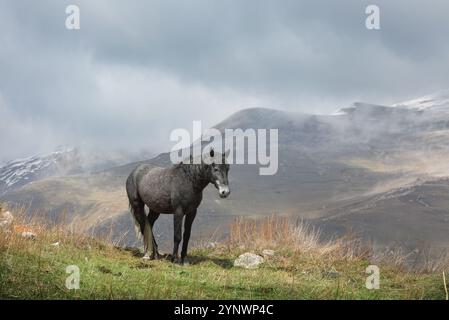 Schwarzes Pferd weidet im Hochland von Nordossetien. Alania, Russland Stockfoto