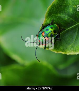 Schillernder Käfer in der Draufsicht des Blatts. Ein Käfer wandert auf einer Passionsfrucht-Weinrebe im Garten Stockfoto