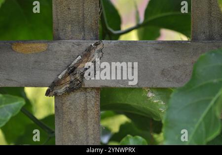 Graue und braune Motte getarnt auf hölzernem Gartenzaun aus Holz, Blässe, Passionsfrucht im Hintergrund Stockfoto