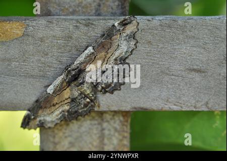 Motte, getarnt auf hölzernem Gartenzaun, Nahaufnahme Makro, braune und graue Motte Stockfoto