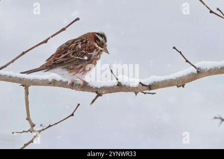 Rustikale Bunting (Emberiza rustica) auf einem Zweig im Schnee, Honshu, Japan. Stockfoto