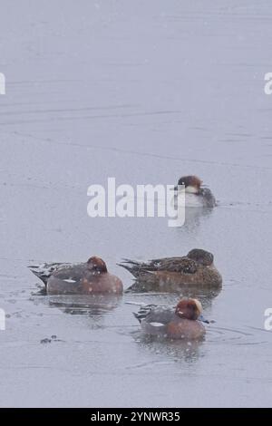 Drei Eurasian Wigeon (Mareca penelope) und eine SMEW (Mergellus albellus) schwimmen auf einem See im Schnee, Honshu, Japan. Stockfoto