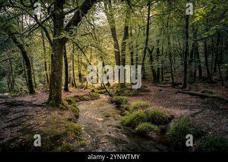 Golitha Falls. Ein kleiner Bach, der durch die alten Wälder des Draynes Wood auf Bodmin Moor in Cornwall in Großbritannien fließt. Stockfoto