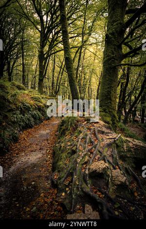 Der Leet Path durch den alten Eichenwald des Draynes Wood auf Bodmin Moor in Cornwall in Großbritannien. Stockfoto