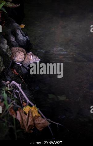 Eine wilde braune Rattus norvegicus, die aus ihrem Nest am Ufer eines Flusses in einem Garten in Großbritannien auftaucht. Stockfoto