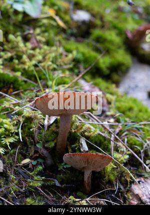 Eine Gruppe Pilze in einem italienischen Wald mit weißen Kiemen und roten Kappen Stockfoto