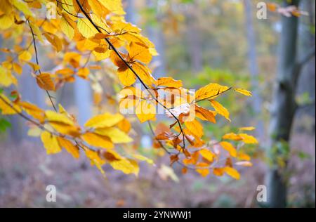 goldene gelbe Herbstblätter auf Bäumen im Wald, felbrigg, norfolk, england Stockfoto