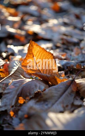 Hintergrundbeleuchtete Herbstblätter auf dem Boden in Waldlandschaft Stockfoto